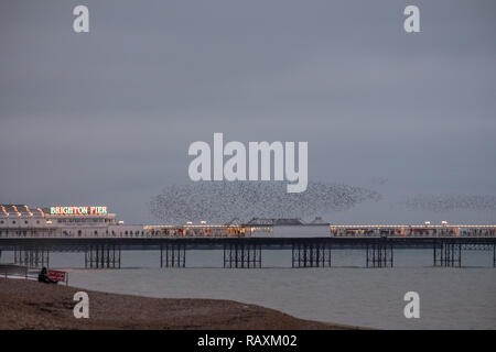 Murmuration di storni oltre il Palace Pier, Brighton, Sussex, Regno Unito. Fotografato su una fredda sera in inverno gli uccelli si radunano al tramonto prima del Nesting Foto Stock