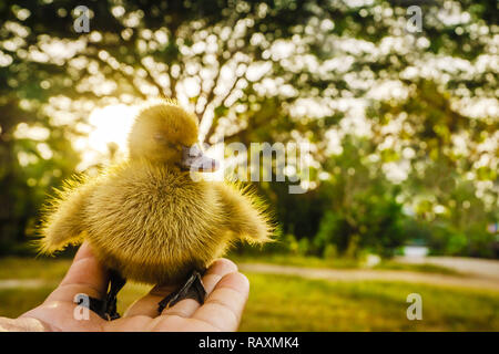 Anatroccoli giallo sul palmo della vostra amata pet. Foto Stock