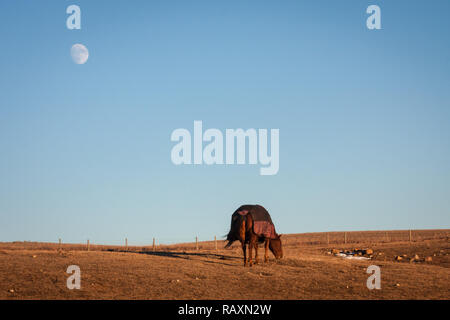 Un cavallo che indossa un mantello sfiora in un Alberta (Canada) pascolo nel tardo pomeriggio con la luna overhead, su di una giornata invernale con poca neve sulla terra. Foto Stock