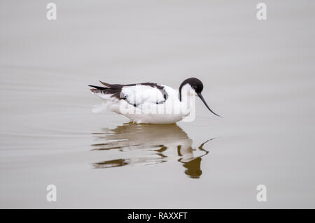 Pied avocet, Recurvirostra avosetta, sulla pesca watr, Namibia Foto Stock