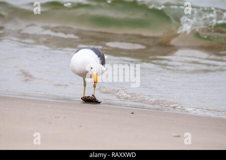 Seagull mangiare le cozze sulla spiaggia, Capo gabbiano, Kelp gabbiano, Larus dominicanus vetula, Walvis Bay, Namibia Foto Stock