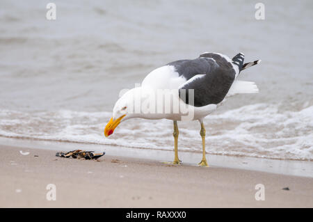 Seagull mangiare le cozze sulla spiaggia, Capo gabbiano, Kelp gabbiano, Larus dominicanus vetula, Walvis Bay, Namibia Foto Stock