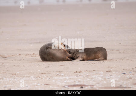 Capo pelliccia sigillo alimentazione, Arctocephalus pusillus, Walvis Bay Walvis Bay, Namibia Foto Stock