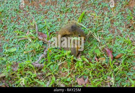 Red Tailed scoiattolo (nome scientifico: Sciurus granatensis) mangiare semi sul suolo della foresta, cresta principale, Tobago, Caraibi, West Indies. Paesaggio Foto Stock