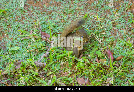 Red Tailed scoiattolo (nome scientifico: Sciurus granatensis) mangiare semi sul suolo della foresta, cresta principale, Tobago, Caraibi, West Indies. Paesaggio Foto Stock