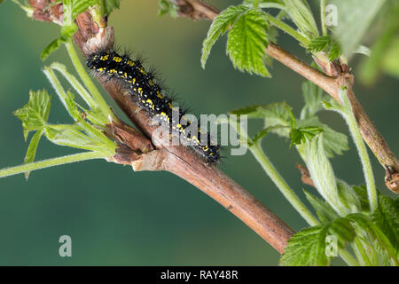 Schönbär, Raupe, Callimorpha dominula, dominula Panaxia, scarlet tiger moth, Caterpillar, l'écaille marbrée, écaille rouge, Bärenspinner, Arctiidae, un Foto Stock