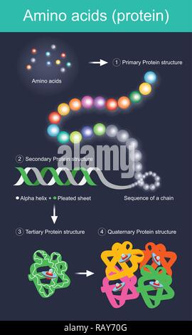 Quando mangiamo cibo proteina l'organismo in grado di digerire quelle proteine in aminoacidi prima di essere assorbita nel flusso sanguigno. Illustrazione Vettoriale