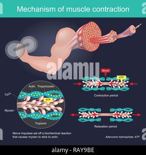 La contrazione muscolare come risultato di impulsi nervosi impostato su off una reazione biochimica che provoca nella miosina di stick di actina. Il corpo umano ed infografico. Illustrazione Vettoriale