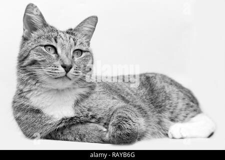 Primo piano in bianco e nero ritratto di un gatto che guarda lontano su sfondo grigio. Messa a fuoco poco profonde. Foto Stock