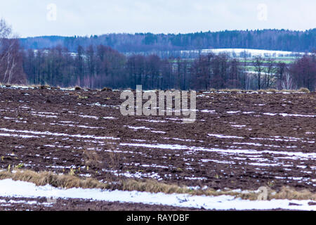 Sul campo arato si trova un po' di neve. Scura foresta circonda i campi. L'inizio dell'inverno in Europa. Foto Stock