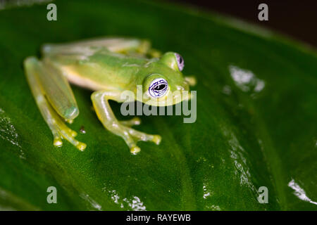 Ghost rana di vetro in Costa Rican rainforest Foto Stock