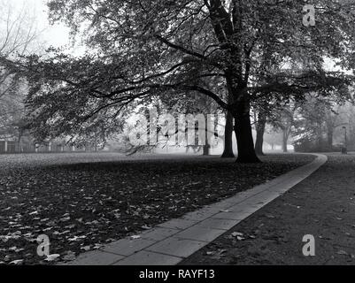 Un enorme albero in un parco in autunno con il sentiero in pietra che conduce lontano in distanza (monocromatico) Foto Stock