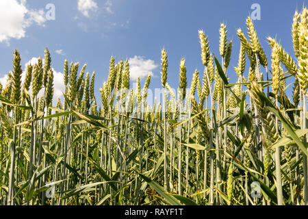Spighe di grano in primo piano Foto Stock