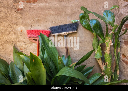 Scope con piante ornamentali nell antico borgo di Suvereto, provincia di Livorno, Toscana, Italia Foto Stock