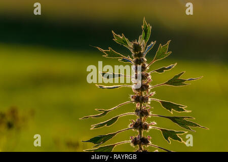 Blooming Motherwort, Leonurus cardiaca, un piante erbacee perenni pianta, la sera in un ambiente naturale Foto Stock