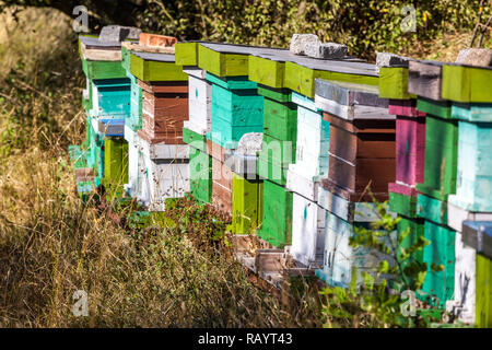 Colourful alveari in legno in prato sotto alberi in frutteto, colourful alveare in prato Foto Stock