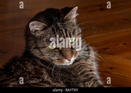 Gatto maschio sul pavimento osservando i dintorni Foto Stock