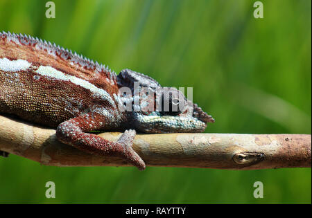 Il profilo laterale di panther chameleon seduto su un ramo, Andasibe, Madagascar Foto Stock