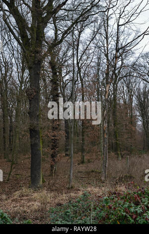 Vista del Hambacher Forst, una vecchia foresta naturale, che diventa un simbolo popolare nella lotta contro il riscaldamento globale. Foto Stock