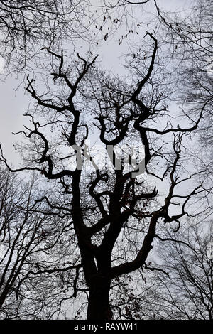 Silhouette della struttura corona di un vecchio albero di quercia in Hambacher Forst in inverno. Il Hambacher Forst è noto awell vecchia foresta naturale. Foto Stock