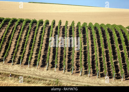 Filari di vigneti nei campi della Moravia meridionale, nella campagna della Repubblica Ceca Foto Stock