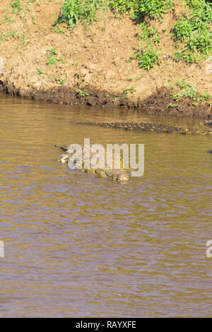 Coccodrillo del Nilo sul fiume di Mara. Masai Mara, Kenya. Africa Foto Stock