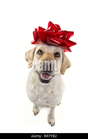 Cane regalo. Il Labrador con un grande arco rosso sulla testa. Cucciolo o PET presente per Natale o il compleanno del concetto. ISOLTED sparato contro uno sfondo bianco. Foto Stock