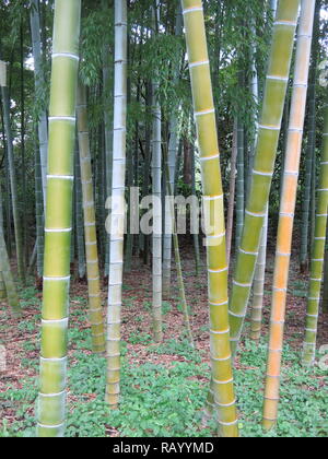 Alberi di alto fusto in un boschetto di bambù; parte dell'Est del Palazzo Imperiale e giardini, Tokyo, Giappone Foto Stock