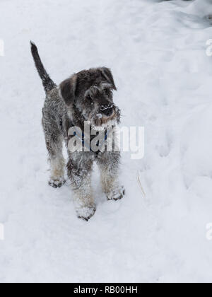 Miniatura schnauzer dopo la passeggiata sulla neve nuovo-caduta Foto Stock