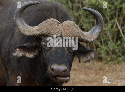 Buffalo ad Addo Elephant National Park, Capo orientale, Sud Africa Foto Stock