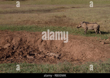 Warthog in campo, Addo Elephant National Park, Capo orientale, Sud Africa Foto Stock