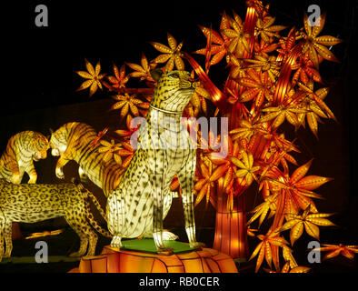 Lo Zoo di Edimburgo, Edimburgo, Scozia, UK, 5 gennaio 2019, lanterne gigante della Cina la visualizzazione di creature mitiche, leggende e animali in tutto lo zoo durante il mese di gennaio 2019. Leopard. Foto Stock