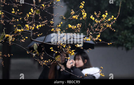 Yangzhou, cinese della provincia di Jiangsu. Gen 5, 2019. I turisti scattare foto di fiori wintersweet al Lago Shouxihu punto panoramico nella città di Yangzhou, est cinese della provincia di Jiangsu, 5 gennaio 2019. Credito: Meng Delong/Xinhua/Alamy Live News Foto Stock