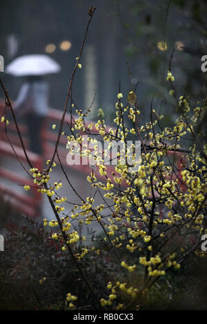 Yangzhou, cinese della provincia di Jiangsu. Gen 5, 2019. Wintersweet blossoms sono visti al Lago Shouxihu punto panoramico nella città di Yangzhou, est cinese della provincia di Jiangsu, 5 gennaio 2019. Credito: Meng Delong/Xinhua/Alamy Live News Foto Stock