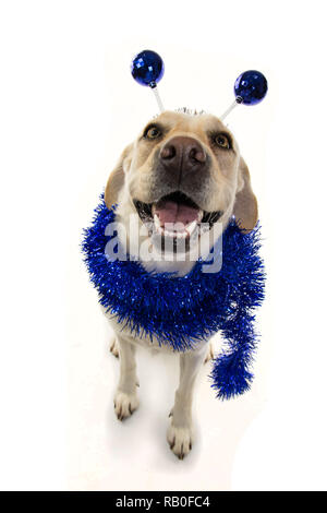 Divertente Festa del cane. Compleanno o ANNO NUOVO. Il Labrador con un archetto o diadema con discoteca blu BOPPERS a sfera come un estraneo e un TINSEL GARLAND.ISOLATO SHOT Foto Stock