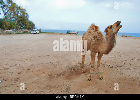 Cammello che cammina attraverso la duna selvaggia del deserto. Safari viaggio verso soleggiato wildernes secco in africa Foto Stock