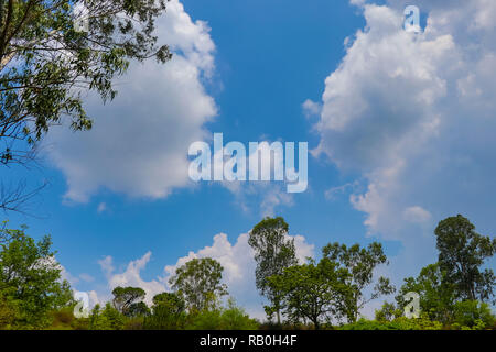 Cielo blu e nuvole vista attraverso gli alberi in fondo orizzonte Foto Stock