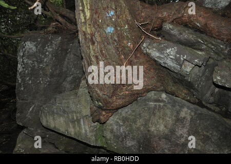 Linwood cade sentiero escursionistico. Albero che cresce fuori delle rocce vita sembra trovare lontano. Incredibile ! Foto Stock