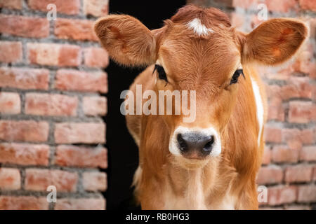Vacca permanente di vitello in stallo e guardando alla fotocamera Foto Stock
