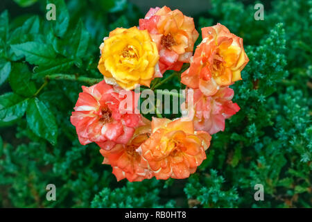 Mazzetto di bellissime rose multicolori in cerchio simmetrico opinioni su rosebush in giardino Foto Stock