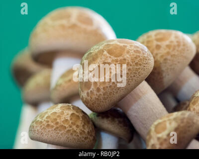 Close-up di marrone (funghi shimeji) nella parte anteriore di uno sfondo turchese Foto Stock