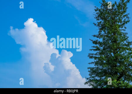 Cielo blu e bluastro vista cloud tramite albero, nuvola sembra tree Foto Stock