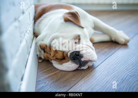 Bulldog inglese in elegante casa godendo la vita. Foto Stock
