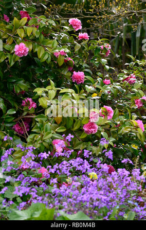 Camellia japonica,rosa Fiori doppi,fiore,fioritura,Molla,arbusto,arbusti,Woodland Garden,giardino,RM Floral Foto Stock