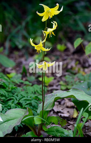 Pagoda erythronium,fiore giallo,woodland,all'ombra,a valanga Lily,Fawn Lily, ghiacciaio Lily,Trout Lily,fiore,fiori,multi-fiorito,Molla,legno,giardino,gard Foto Stock