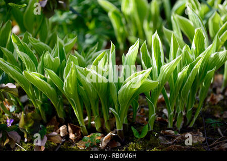 Hosta,foglie,fogliame,nuovo,emergere,Molla,verde,crescita,bed,confine,giardino,giardino,RM Floral Foto Stock