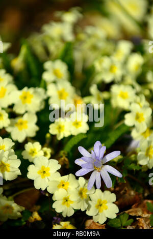 Primula vulgaris, primrose,primule,giallo,crema,fiore,fiori,fioritura,all'ombra,ombroso ombreggiate,giardino,Molla,RM Floral Foto Stock