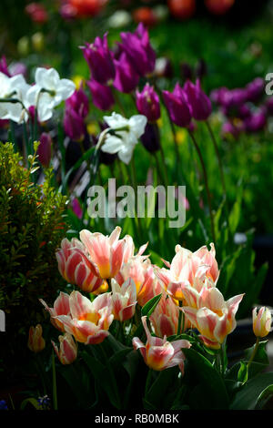 Tulipa,tulip,tulipani,mix,miscelati,viola,rosso,crema,fiore,fiori,fioritura,giardino,Molla,giardino,RM Floral Foto Stock