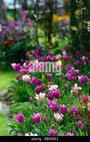 Tulipa borgogna,tulip borgogna,tulipa cina pink,tulip cina pink,giglio tulipani in fiore,mix,miscelati,combinazione,fiori,la molla,RM Floral Foto Stock