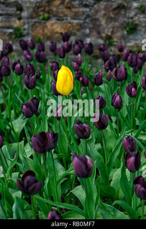 Unico tulipano giallo circondato da viola scuro tulipani,tulipa regina della notte,tulipa imperatore giallo,tulip,tulipani,fiore,fiori,giardino,RM Floral Foto Stock